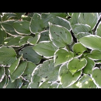 Hosta, hybride horticole Betsy King (fam Liliacees) (10)